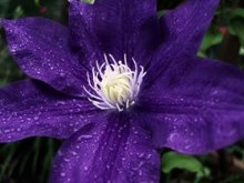 Purple Flower