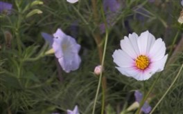 White Beauty