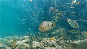 Upper_Bladen_River_Fish