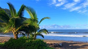 Calm Waves Beach Palms