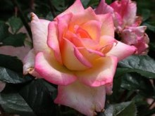 A Pink Rose