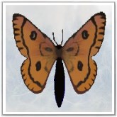 Papillion