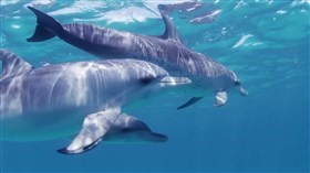 Sea World2