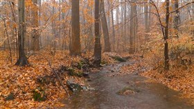 Autumn Rain