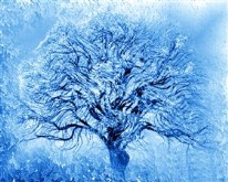 Blue Ice Willow