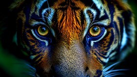 4K Eye of the Tiger