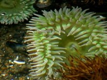 coral underwater