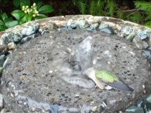 hummingbird fountain