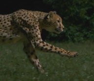 2 Seconds of a cheetah (Slowmotion)