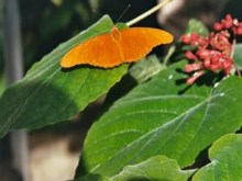 Orange Butterfly