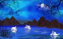 Moonlit Swans