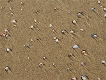 North Sea Shells