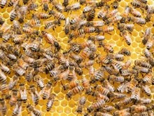 Swarm of Bees