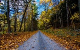 Autumn Road at Buttermilk Falls