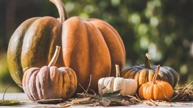 Pumpkin Harvest