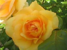 Curtis's Yellow Rose