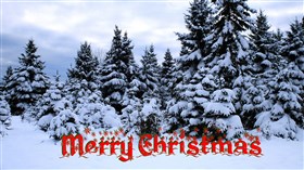 Christmas Trees UHD