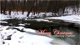 Christmas in Nature
