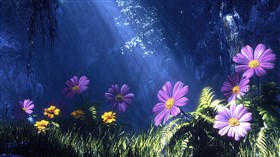 Morning Rays