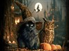 Percy N Hoot