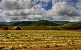 Hay