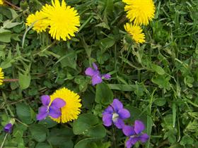 garden flowers puple
