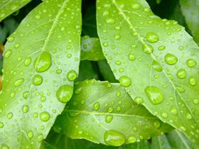Rainforest Leaves