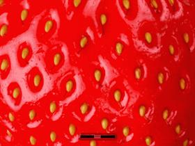 Strawberry Fields