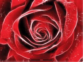 Love Rose