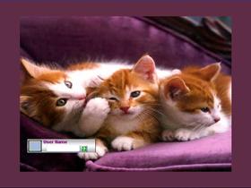 Butterscotch Kittens