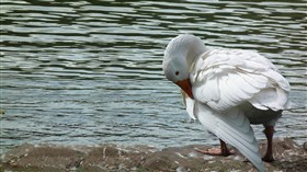 duck
