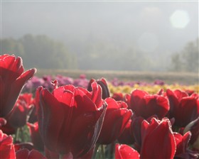 Tulip Morning