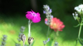Pink flower