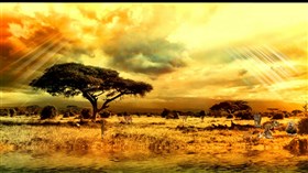 African_Lions