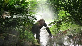 Gorilla_In_The_Mist
