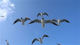 Soaring_on_the_Winds