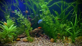 Gorgeous_Tropical_Aquarium 