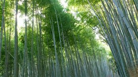 Bamboo_In The_Wind