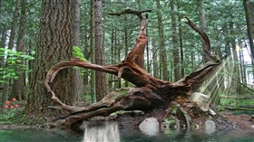 Vancouver Forest Rain Storm