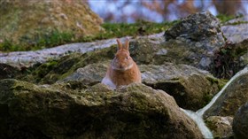 Rabbit on The Rocks