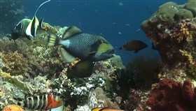 Pacific_Reef_Fish