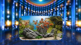 Aquarium Arena P.I.P.