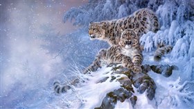 Snow Leopards