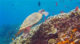 Sea Turtle
