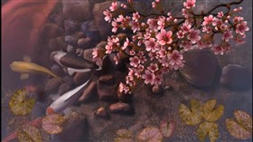 Koi Pond Sakura