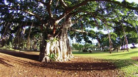 Autumn in Hawaii