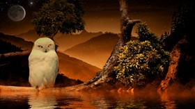 Night Owl