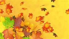 Maple Leaf