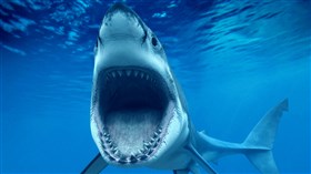 Great White Shark 4K