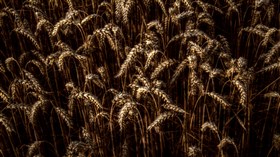Wheat Field 4K